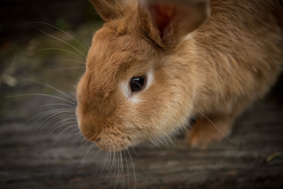 Najczęściej występujące choroby u królików